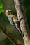 Hoffmanns Woodpecker - Melanerpes hoffmannii resident breeding bird from southern Honduras south to Costa Rica. It is a common