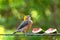 Hoffmannâ€™s Woodpecker, tropical bird