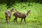 Hog deer free in the zoo