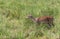 Hog deer in grassland