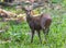 Hog deer(Hyelaphus porcinus)