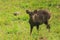 The hog deer stood in the edge of the forest looking suspicious