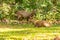 Hog deers freely live in a national park of Thailand