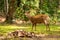 Hog deers freely live in a national park of Thailand