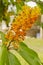 Hogberry Inflorescence