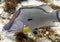 A Hogfish Lachnolaimus maximus in the Caribbean Sea