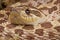 Hognose snake