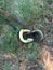 Hognose snake curled up in grass