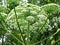 Hogweed