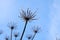 Hogweed close-up