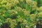 Hogweed close-up, heracleum