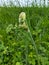 Hogweed or Cow-parsnip - Heracleum sphondylium, Norfolk, England, UK