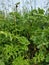 Hogweed or Cow-parsnip - Heracleum sphondylium, Norfolk, England, UK