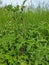 Hogweed or Cow-parsnip - Heracleum sphondylium, Norfolk, England, UK