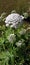 hogweed flower white plant