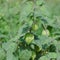 Hogweed, Ground Cherry