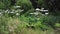 Hogweed grows on the edges of the forest