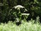 Hogweed grows well above height of local wildflowers plants