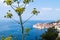 Hogweed haracleum Dubrovnik
