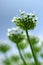 Hogweed Heracleum flower