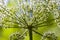 Hogweed Heracleum sphondylium L.