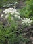 Hogweed, inflorescence of white flowers, large, coarse, white-flowered weed