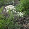 Hogweed, inflorescence of white flowers, large, coarse, white-flowered weed of the parsley family