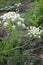 Hogweed, inflorescence of white flowers, large, coarse, white-flowered weed of the parsley family