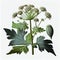 Hogweed Isolated, Heracleum or Cow Parsnip Painting, Abstract Generative AI Illustration