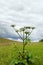 Hogweed - poisonous plant in a meadow under a dark cloudy sky
