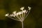 Hogweed seed head