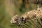 Hogweed Seed Head