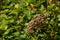 Hogweed Seed Head