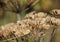 Hogweed Seed Head