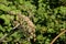 Hogweed Seed Head