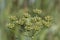 Hogweed Seeds