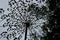 Hogweed seeds large umbrella plant sky pattern nature monochrome