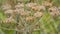 Hogweed seeds, selective focus - Heracleum