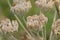 Hogweed seeds, selective focus - Heracleum