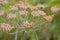 Hogweed seeds, selective focus - Heracleum