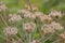 Hogweed seeds, selective focus - Heracleum