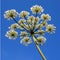 Hogweed and sky