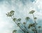 Hogweed umbrellas on the background of the sky