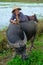Hoi An / Vietnam, 11/11/2017: Local Vietnamese man with rice hat relaxing and sitting/lying on the back of a water buffalo in a