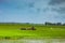 HOI AN, VIETNAM - MARCH 17, 2017: Man in Vietnam often ride the water buffalo while herding them