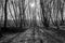 Hoia Baciu Forest - World Most Haunted Forest with a reputation for many intense paranormal activity and unexplained events.