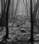 Hoia Baciu Forest - World Most Haunted Forest with a reputation for many intense paranormal activity and unexplained events.