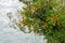 Hokitika River flowing to coast through steep Hokitika Gorge between rock sides and native forest and red rata flower