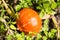 Hokkaido pumpkin in the field, agriculture, hobby gardener