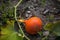 Hokkaido pumpkin in the field, agriculture, hobby gardener